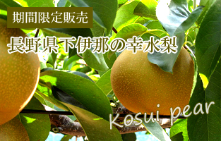 下伊那の幸水梨