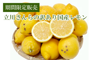国産レモン訳あり（黄色）