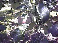 �t���ς������ς�