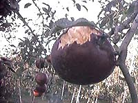 ���ɂ���ꂽ�����S