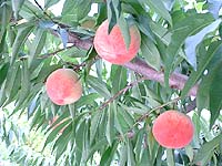 ����������ƂŎ��n�̓�