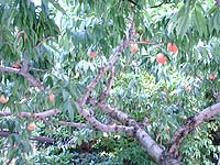 �܂���������